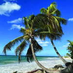 Coconut Palm